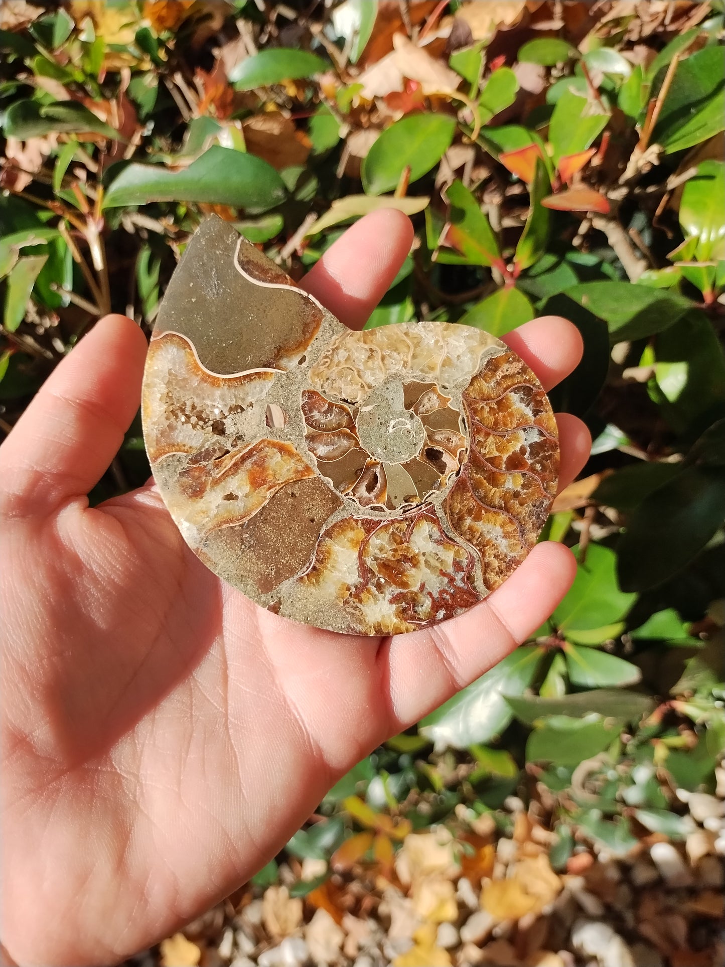 Ammonite Fossils