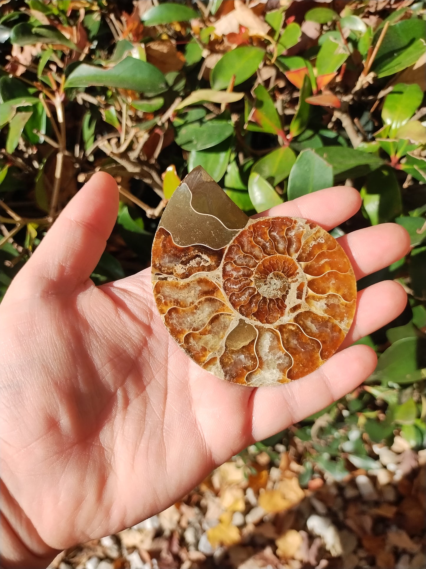 Ammonite Fossils