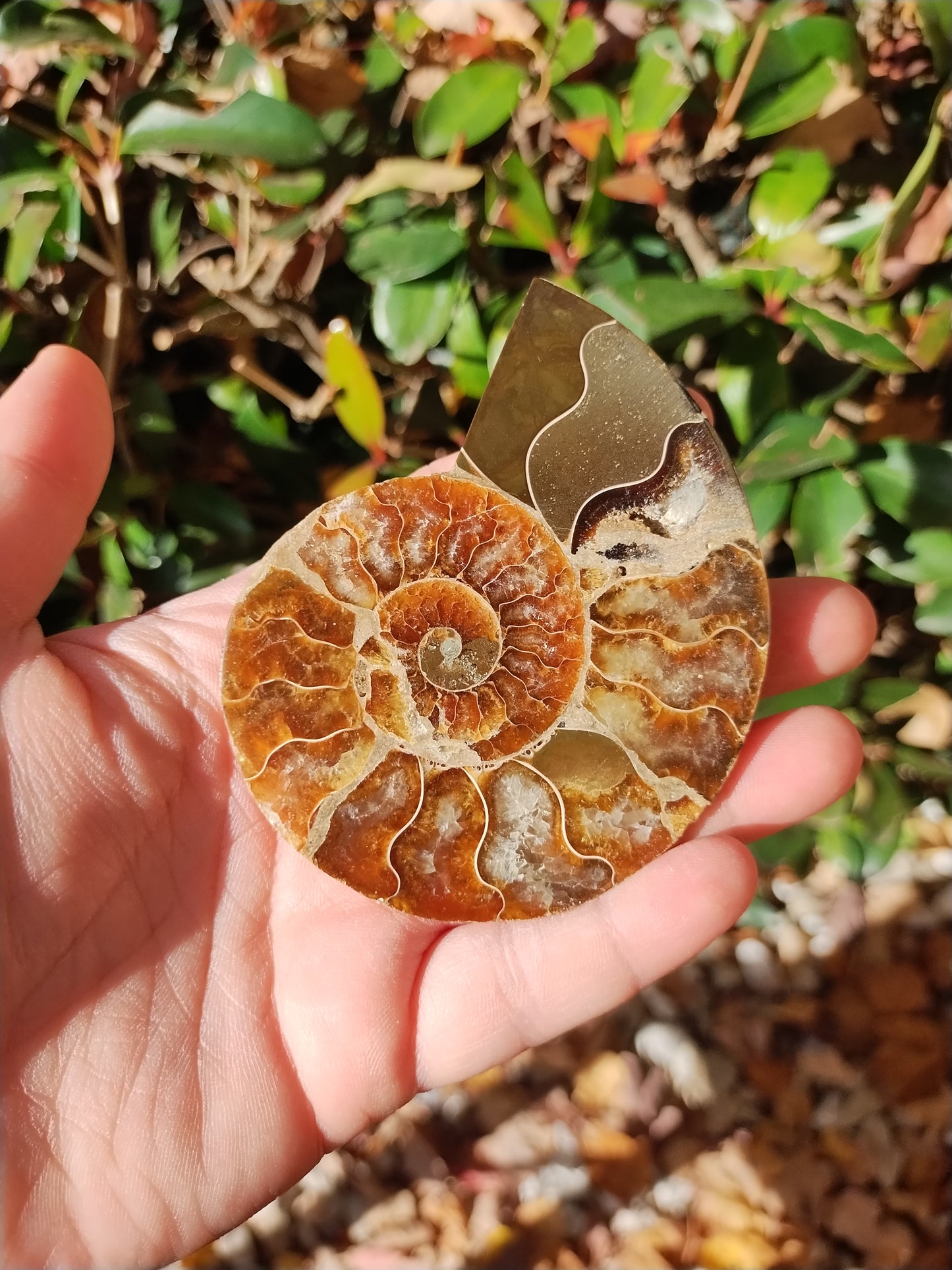 Ammonite Fossils