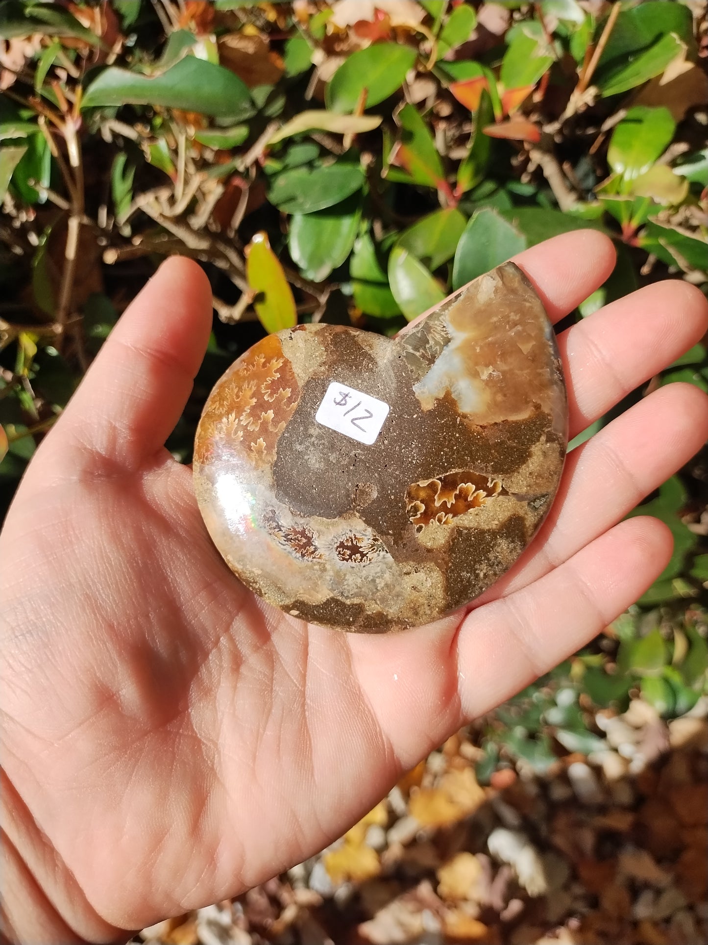 Ammonite Fossils