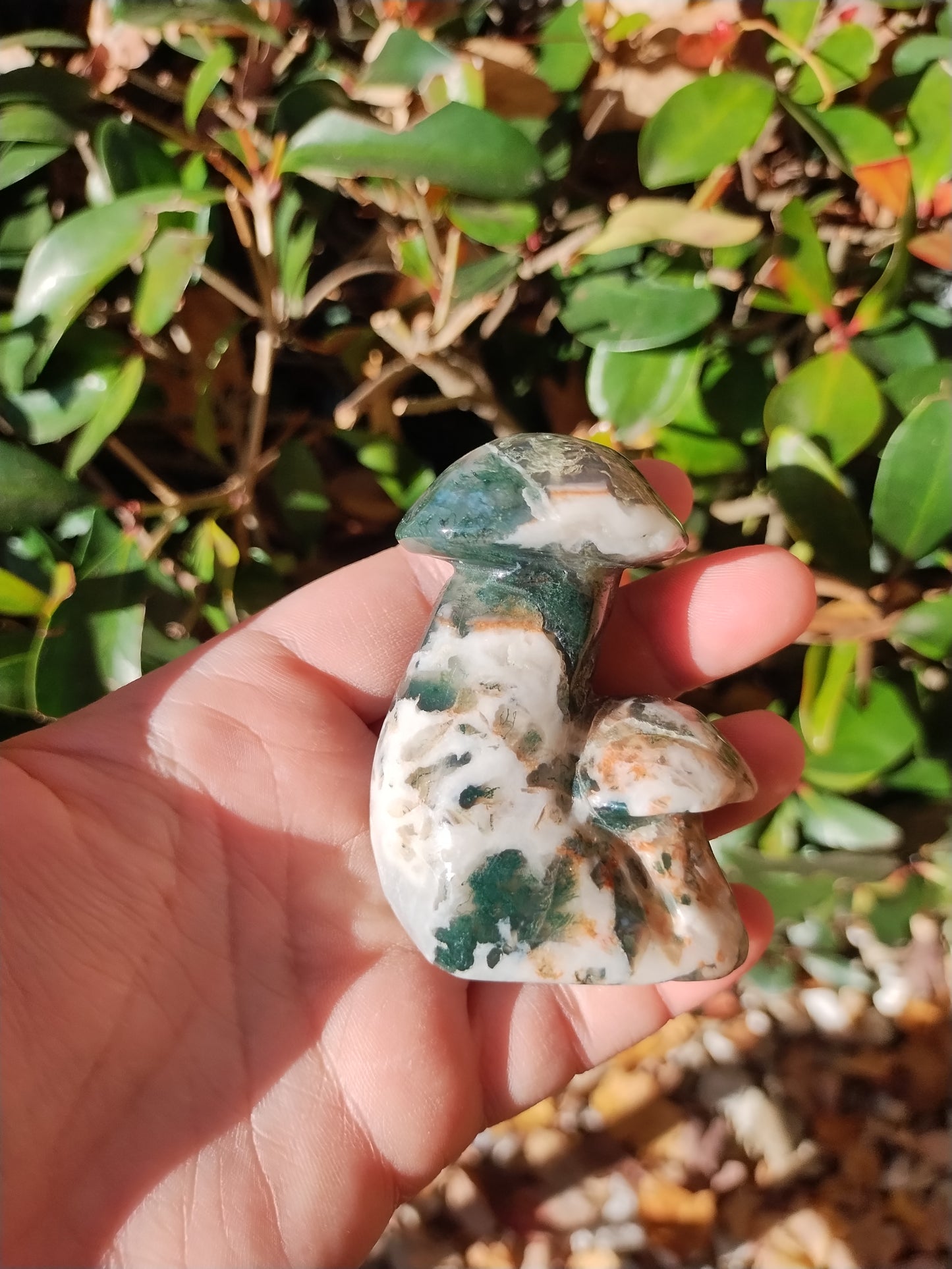 Ocean Jasper Mushrooms