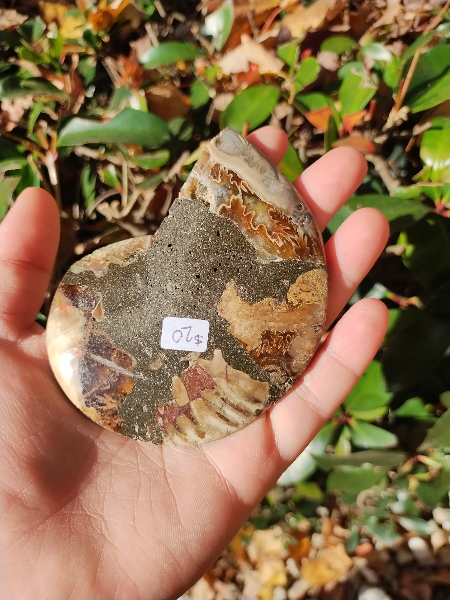 Ammonite Fossils